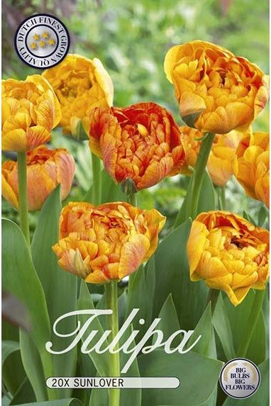 Tulip Sunlover 20-pakning